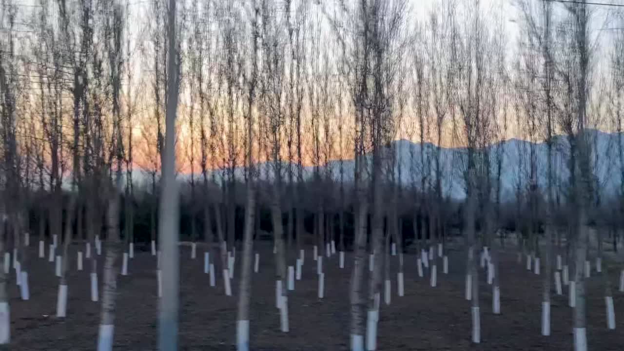 중국 베이징 외곽의 숲