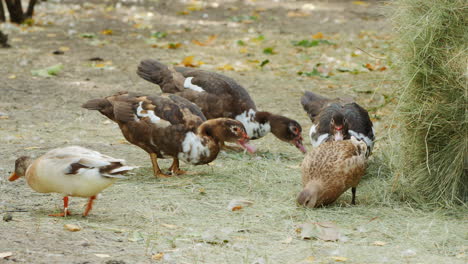 ducks feeding in a park