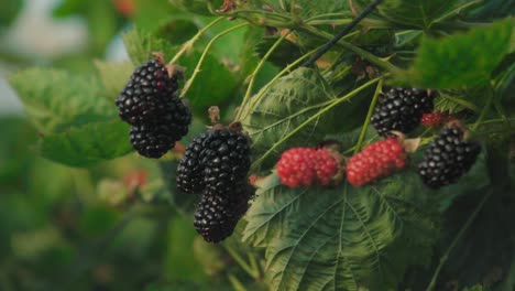 blackberries growing on thorny vines, ripe and unripe, close up