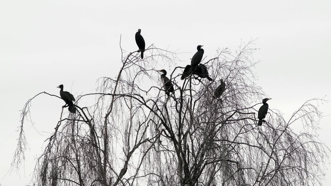 un grupo de pájaros cormoranes negros azabache suben a la cima de un sauce sin hojas cerca del agua en worcestershire, inglaterra