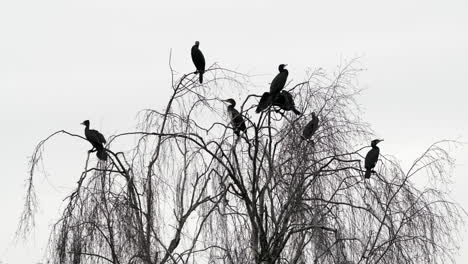 A-group-of-Jet-Black-Cormorant-birds-take-to-the-top-of-a-leafless-Willow-Tree-near-water-in-Worcestershire,-England