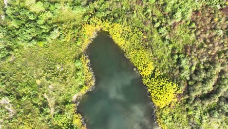 Shar-Flattert-über-Einen-Kleinen-Stillen-Teich