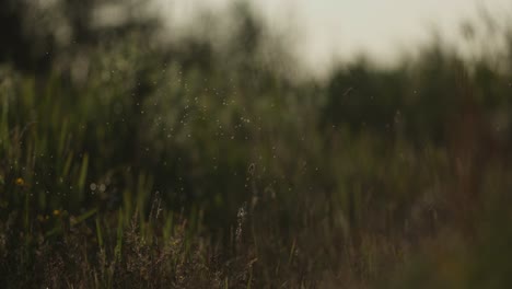 flies in a meadow at sunset