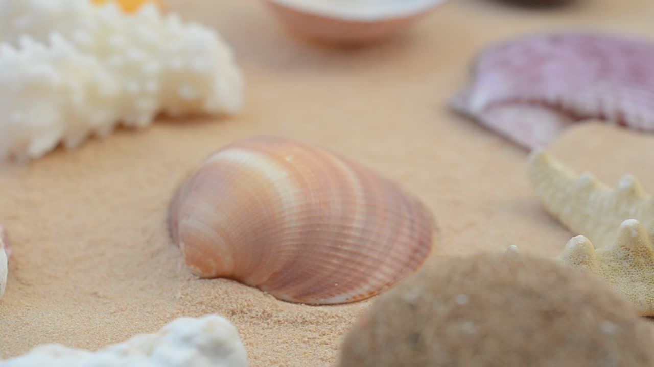 Cockleshells on sand. Macro. Shooting with conducting
