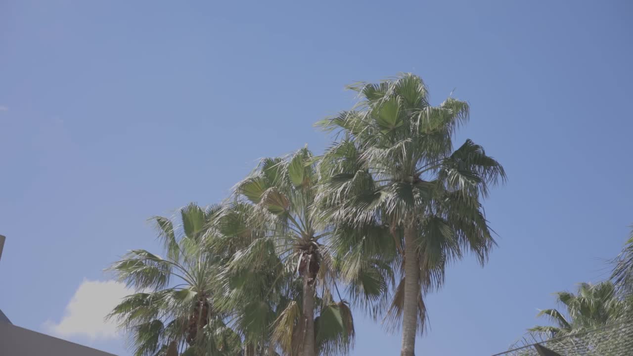 파란 하늘은 빛의 날 나무와 함께 촬영, 비디오 1920x1080 c-log 색상