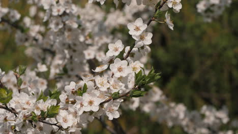 blooming spring flowers