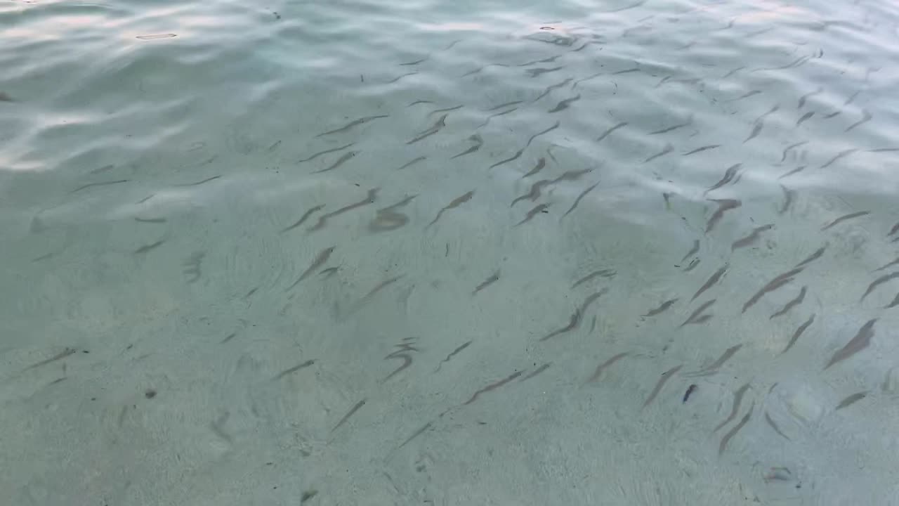 크리스탈 은 바물과 수중 생물의 쓰레기