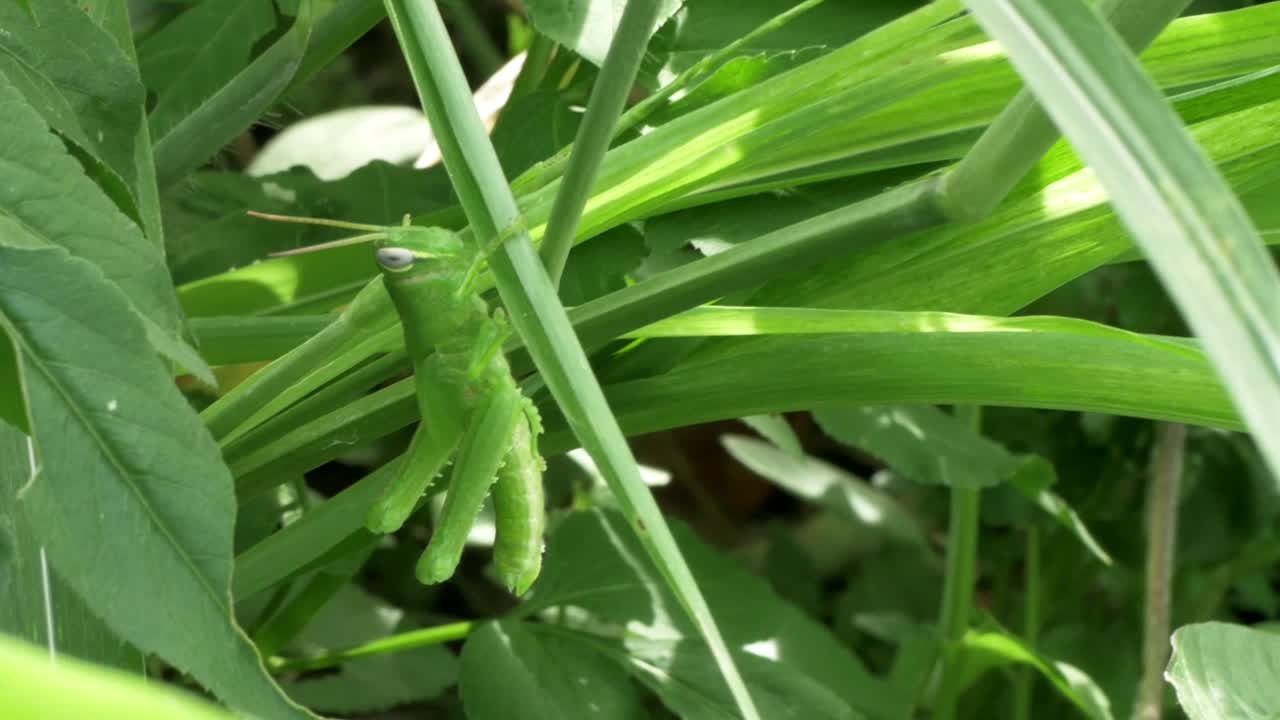 una ninfa de saltamontes común justo después de pasar por una de las múltiples etapas de muda en su ciclo de vida