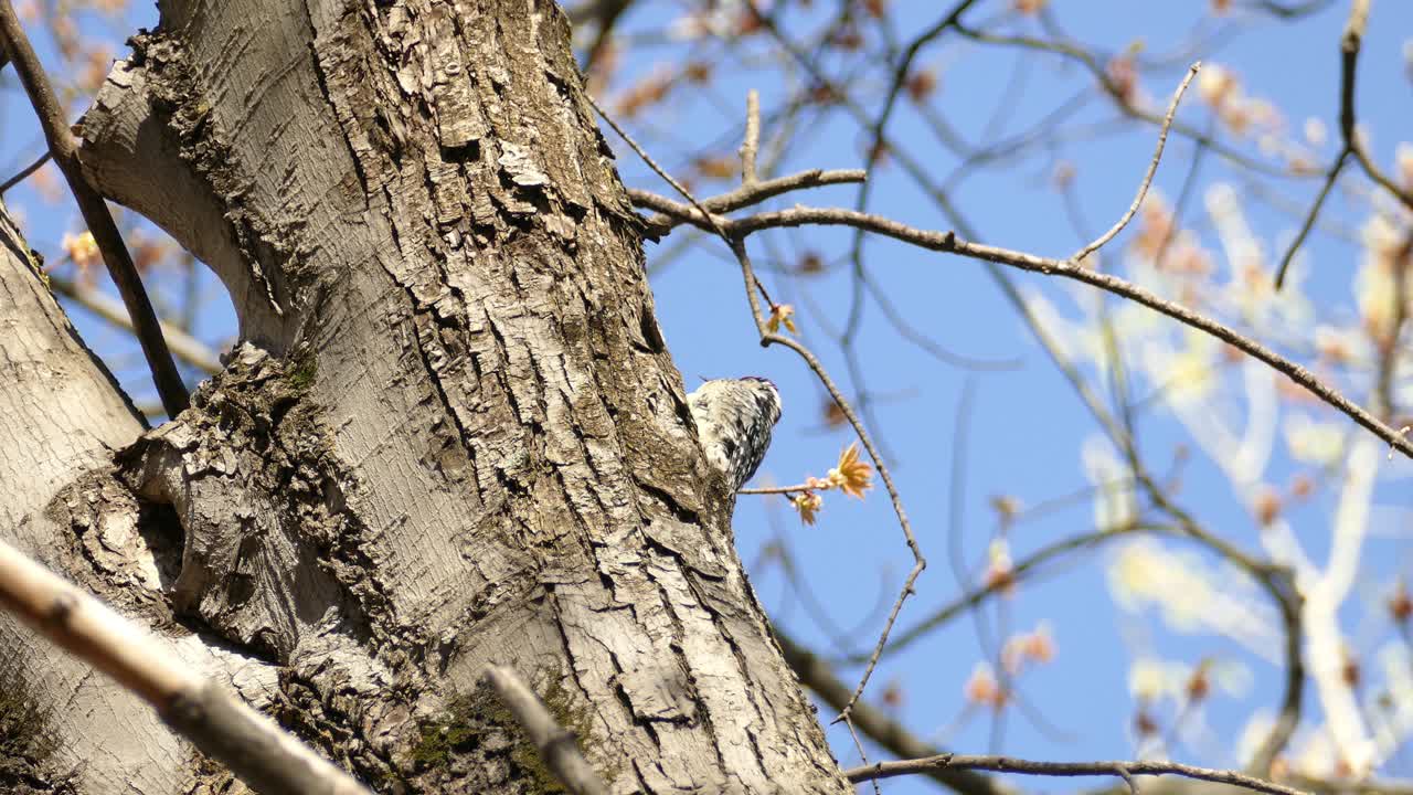 Red-headed woodpecker standing on the bark of a tree