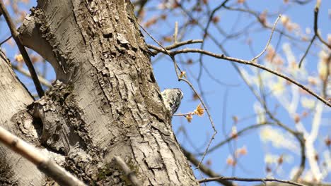 Pájaro-Carpintero-De-Cabeza-Roja-Parado-En-La-Corteza-De-Un-árbol