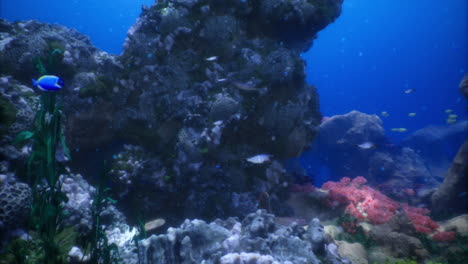 underwater view of colorful coral reef teeming with marine life