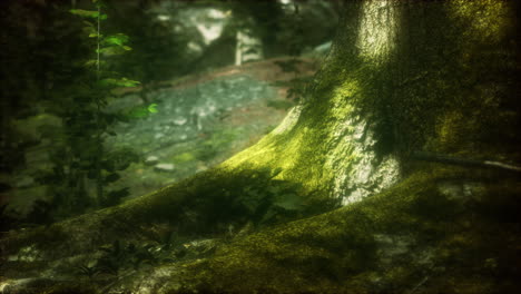árbol con musgo en las raíces en un bosque verde