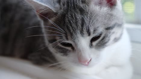 trastornado triste gatito plateado sin esperanza lindo indefenso deprimido depresión