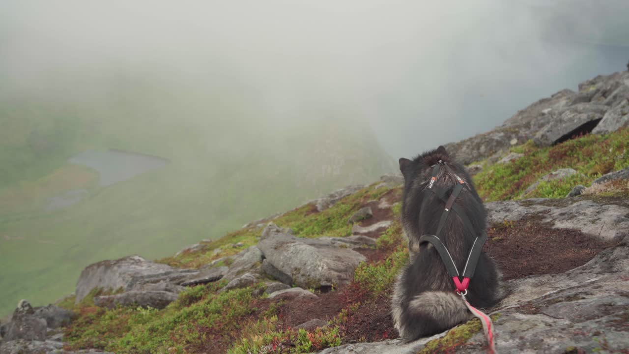 husky siberiano con un perro con correa descansando en la ladera de una montaña rocosa mirando hacia un paisaje neblinoso de montaña en segla, noruega