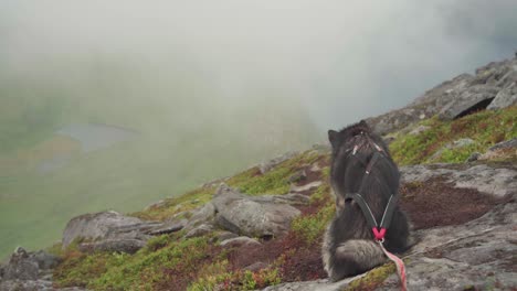 siberian husky with a leash dog resting on rocky mountainside looking down a foggy mountain landscape in segla, norway