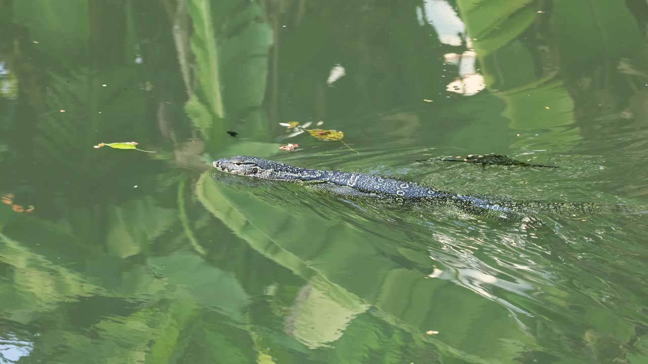 monitor lagarto se desliza a través de un estanque tranquilo