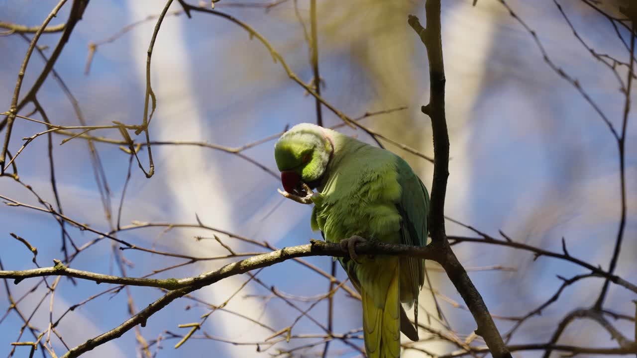 periquito de anillos de rosa posado en pequeñas ramas de un árbol con fondo de bokek durante el invierno soleado