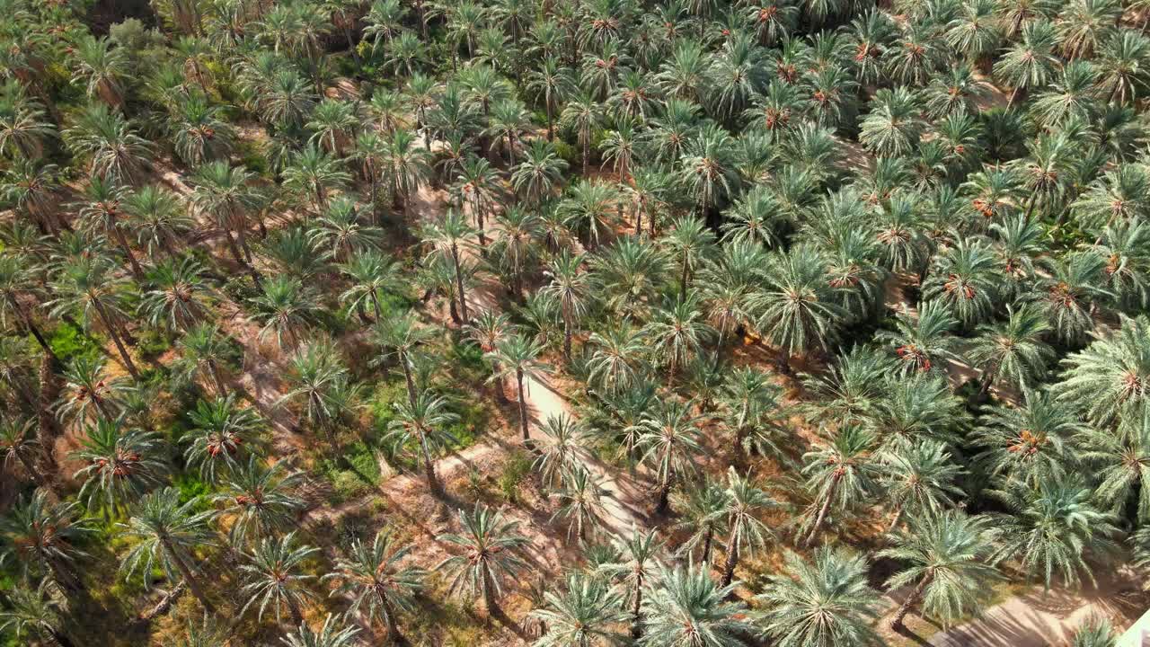 Lush palm trees fill a vast oasis in Tozeur, Tunisia. A stunning aerial view.