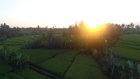 puesta de sol sobre las tierras de cultivo de indonesia