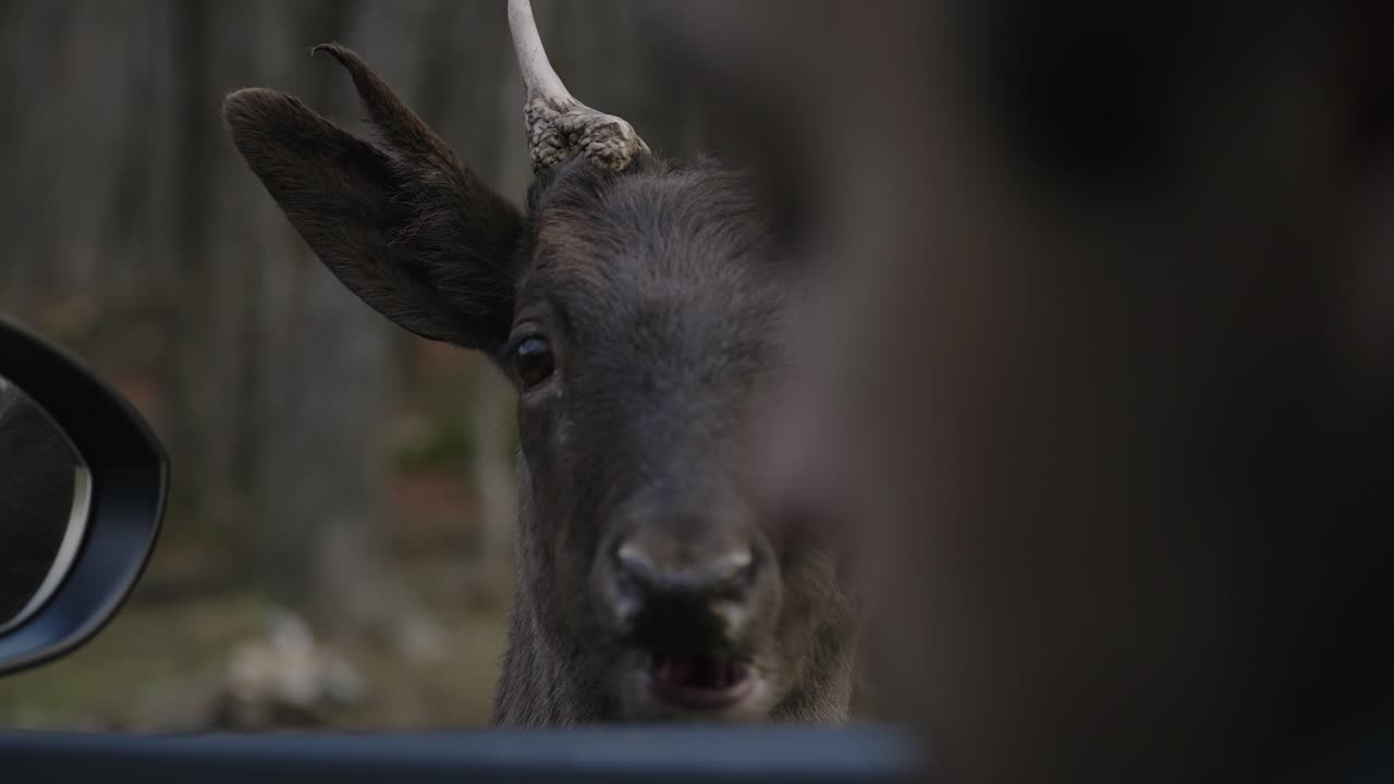 ciervo rojo joven con crotal redondo comiendo zanahoria de un turista en parc omega, quebec, canadá