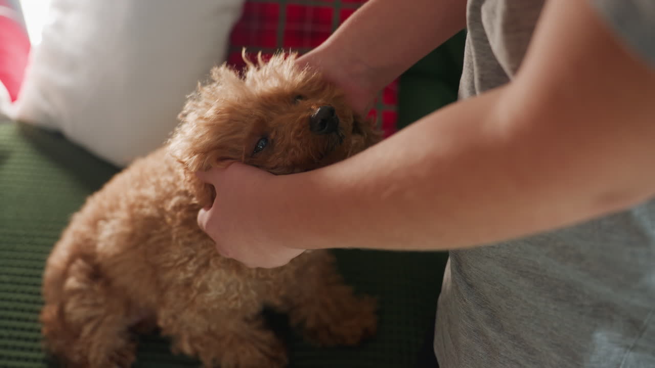 Close view of hands rubbing dog's ear and head, showing tender affection and bonding between human and pet, highlighting the connection and care