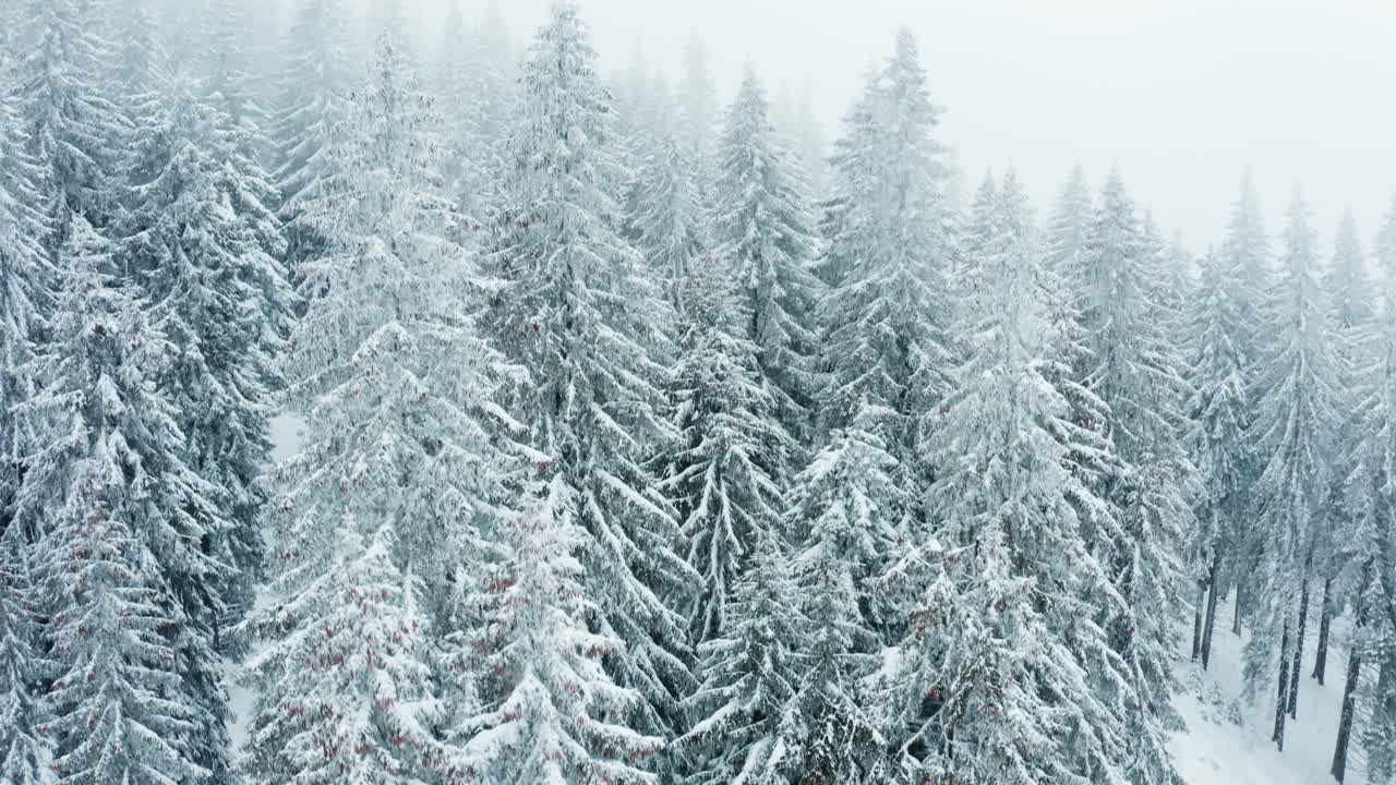 Snowy Forest Landscape in Winter