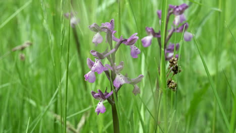 a green winged orchid growing in lush green grasses in worcestershire, england