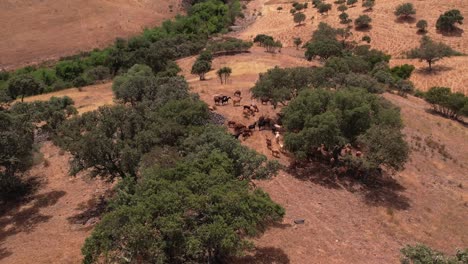 Ansicht-Von-Oben-Ziegen,-Die-Zwischen-Korkeichen-In-Der-Portugiesischen-Ebene-Hüten,-Luftumkreisung