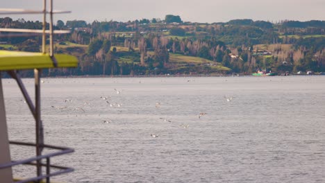 Flying-birds-in-Castro,-Chiloé,-south-of-Chile