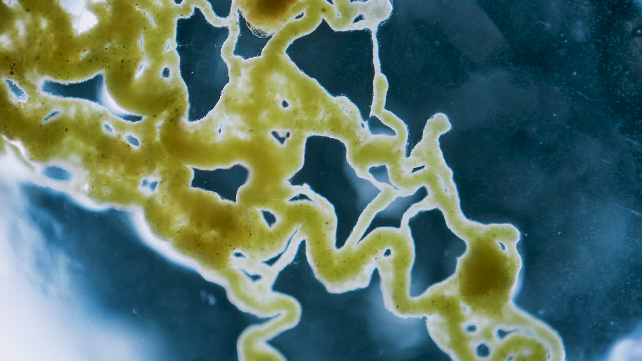 Slime mold plasmodium under microscope