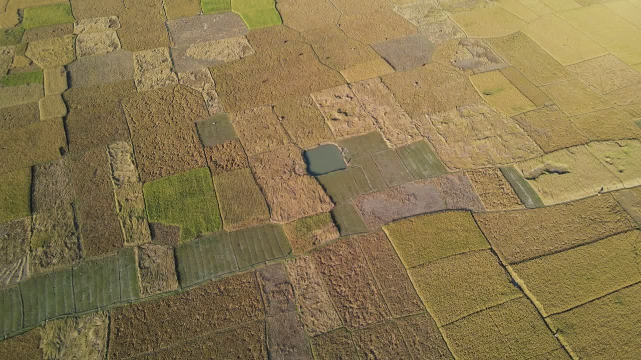 vista aérea cinematográfica de los campos de arroz, bangladesh