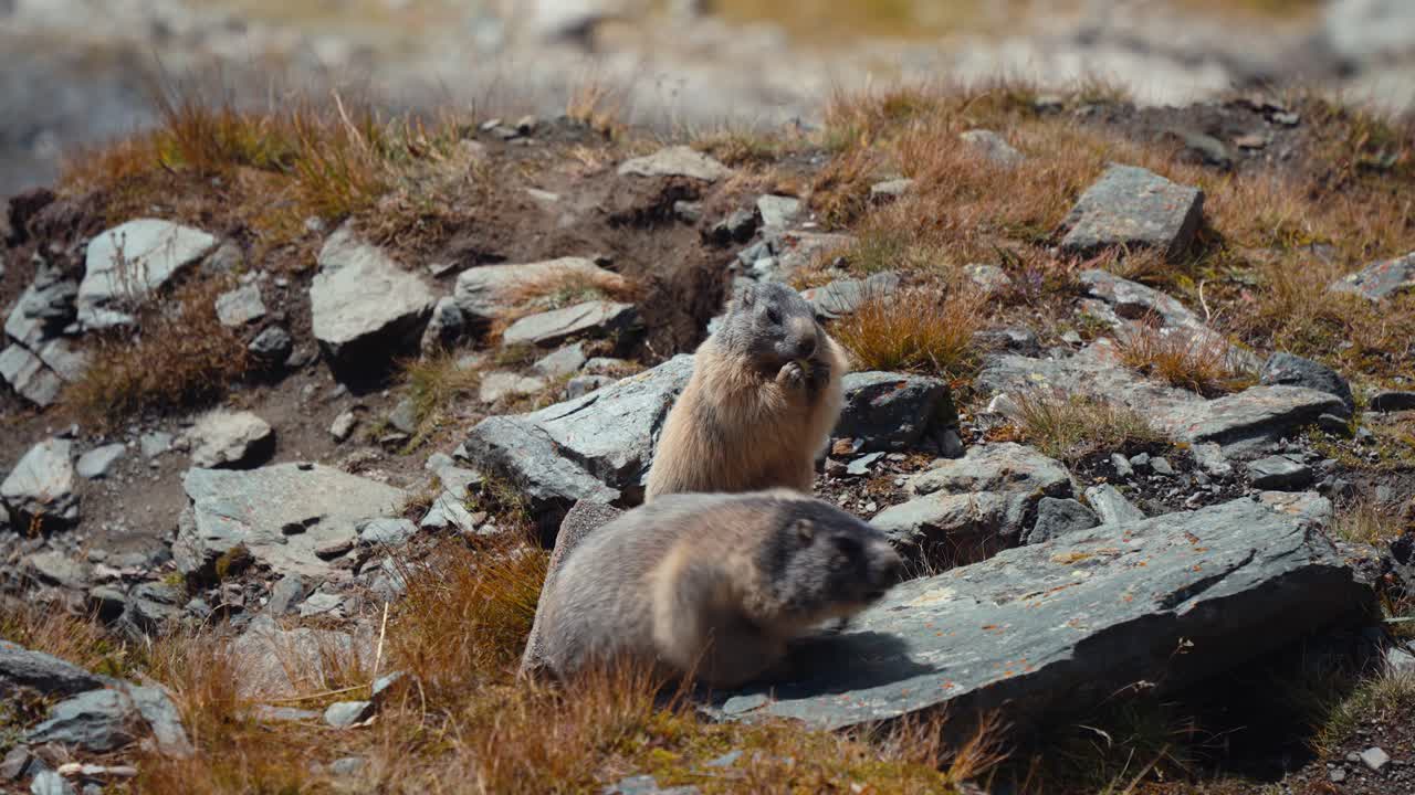 Alpine marmot feeding on rocky ground as another marmot walks nearby