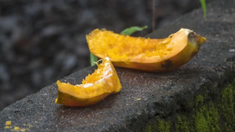 comer hormigas fruta tiempo vueltas lluvia parte dos
