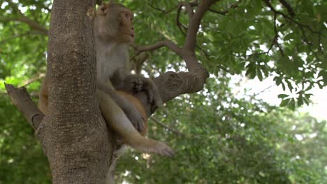 singe assis dans un arbre