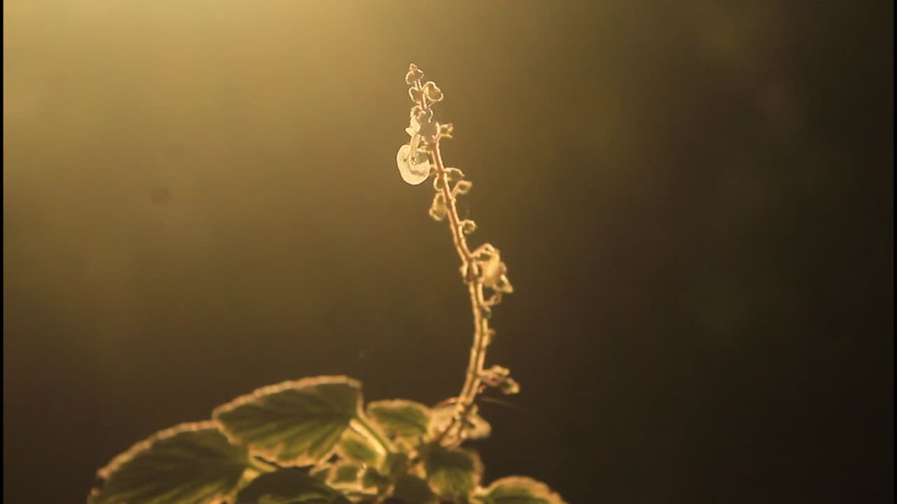 primer plano de un tallo de planta con hojas a la luz del sol