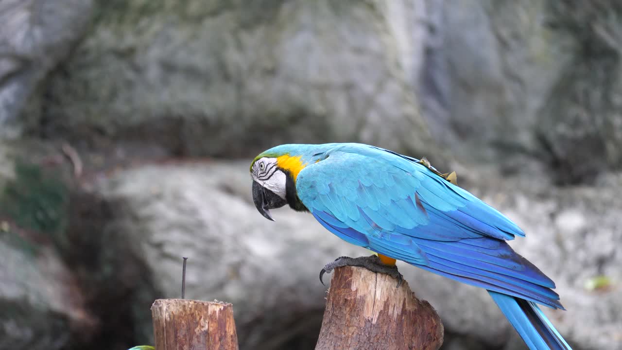 지이 가 막대기 에 서 있는 무새