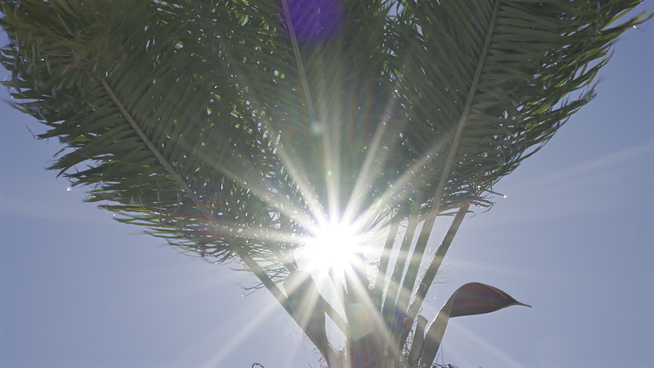 Close up of sun peaking through the leaves of a palm tree with the blue sky on the background