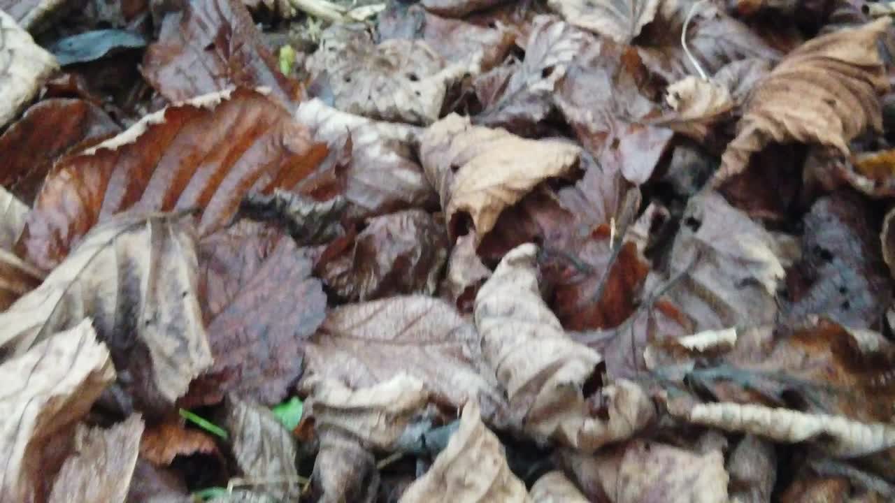 Autumn leaves filmed on the ground in cold season