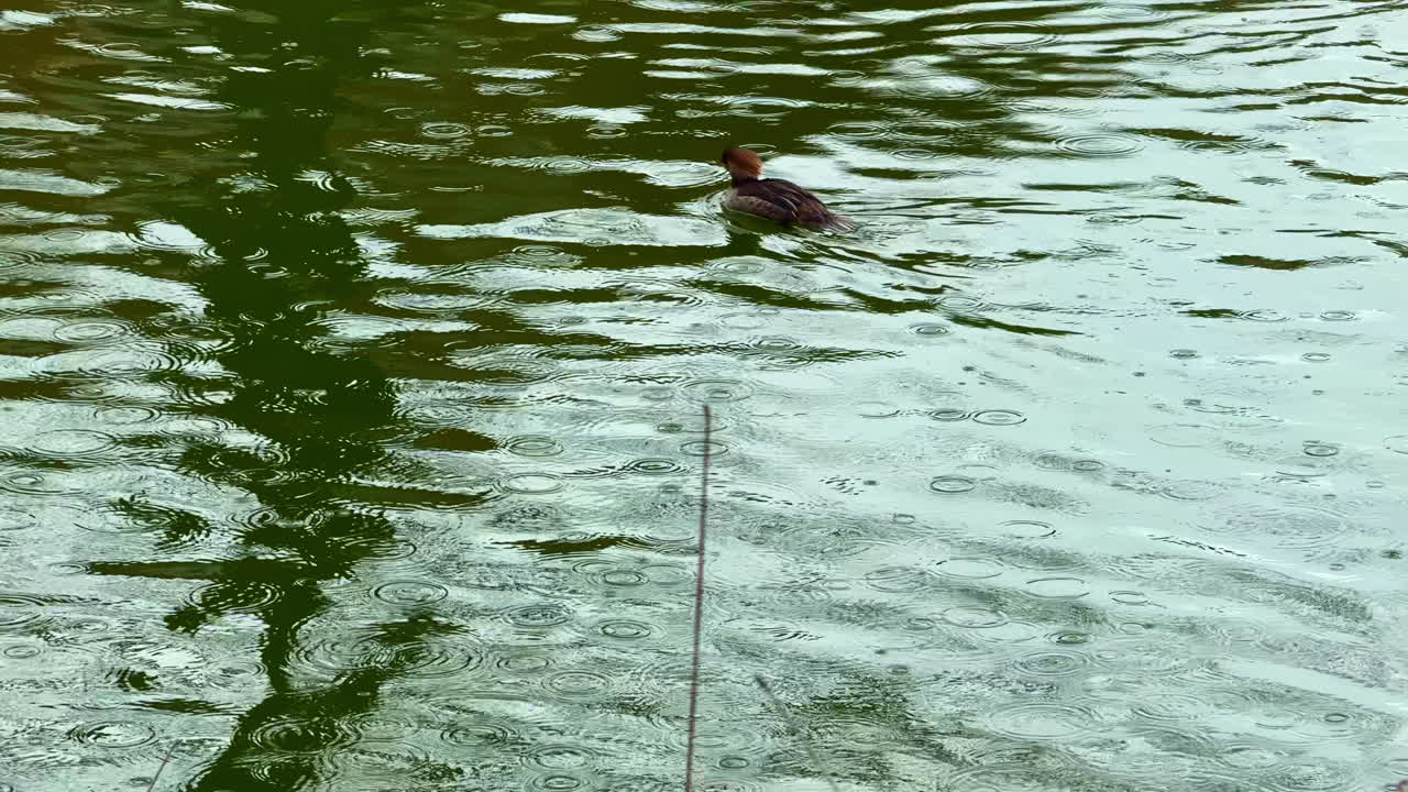 Rain falls on a pond as ducks swim and ripples spread across the water's surface during a quiet afternoon
