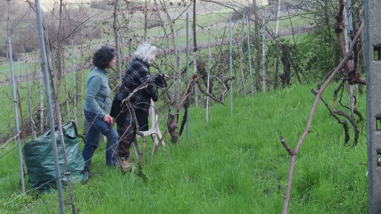 Two resilient women farmers prune grapevines uphill in a lush organic vineyard near Castell’Arquato, trimming branches during late winter with care and strength, captured in slow motion