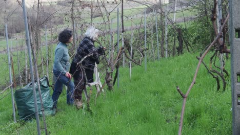 Two resilient women farmers prune grapevines uphill in a lush organic vineyard near Castell’Arquato, trimming branches during late winter with care and strength, captured in slow motion