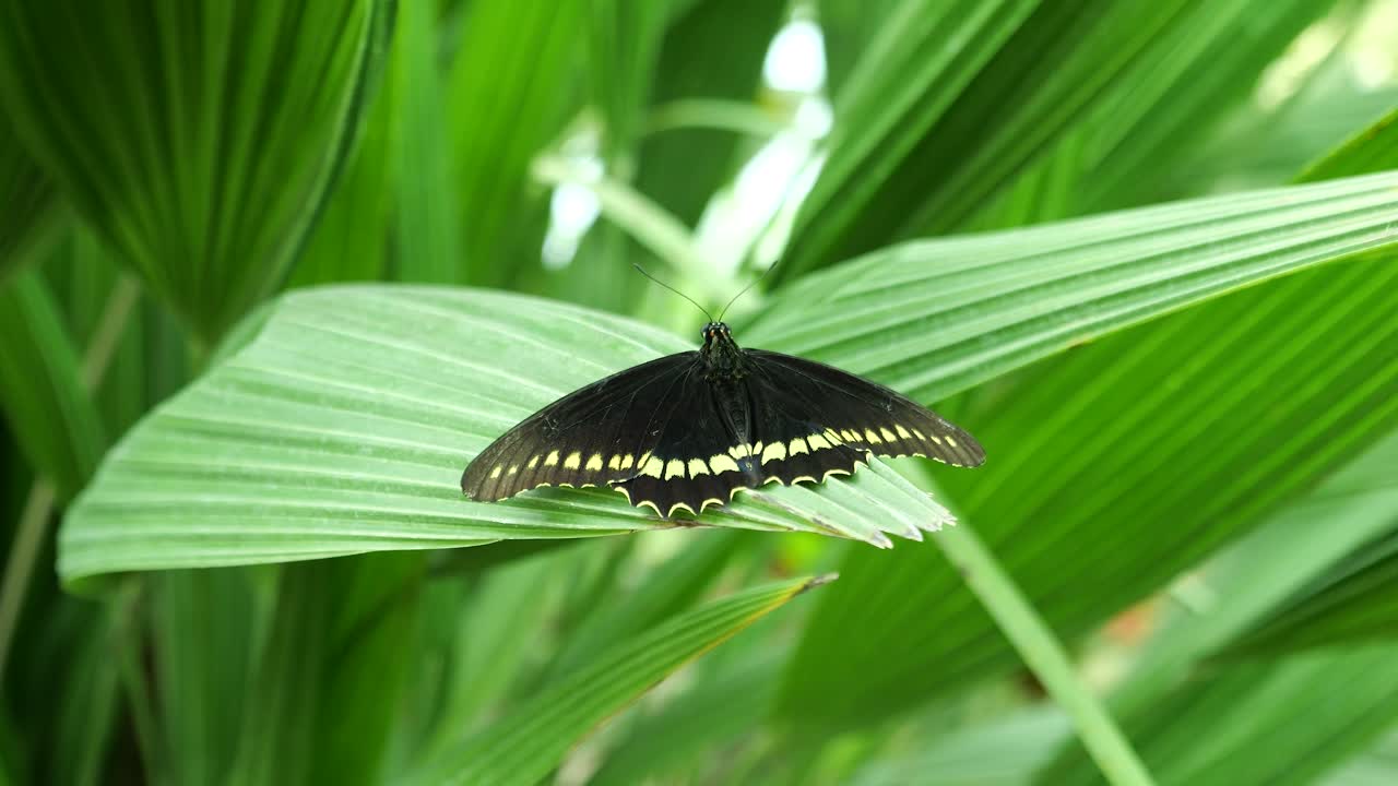 Black butterfly with yellow structure stands on a plant