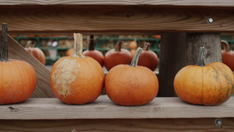 filas de calabazas grandes en una feria agrícola en los ee.uu.