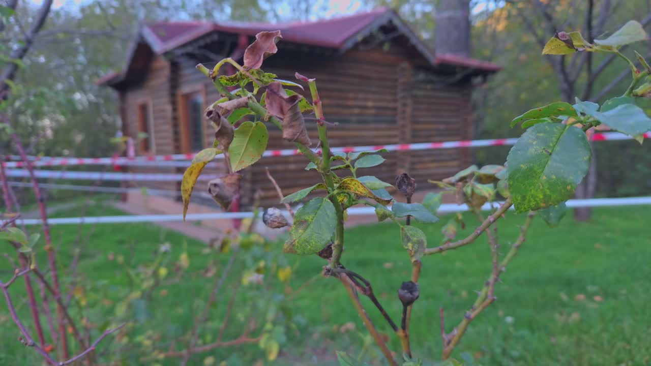 Withering rose bush with dried leaves and fading flowers in a grassy garden setting
