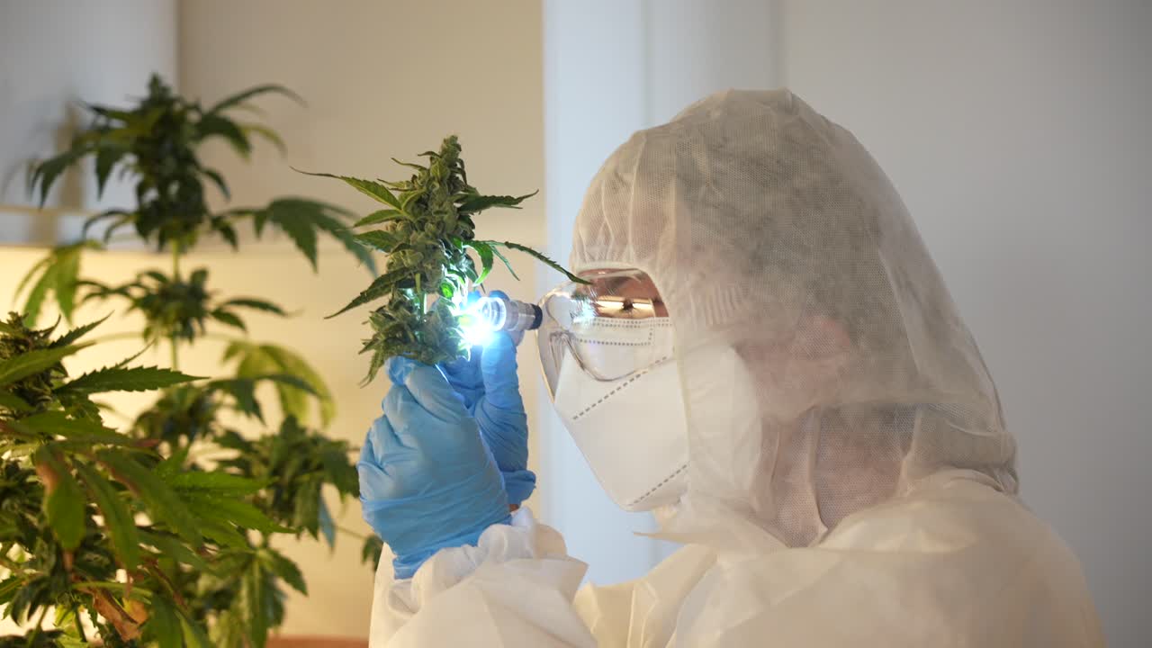 científico examinando y estudiando un capullo de planta de cannabis en un laboratorio interior