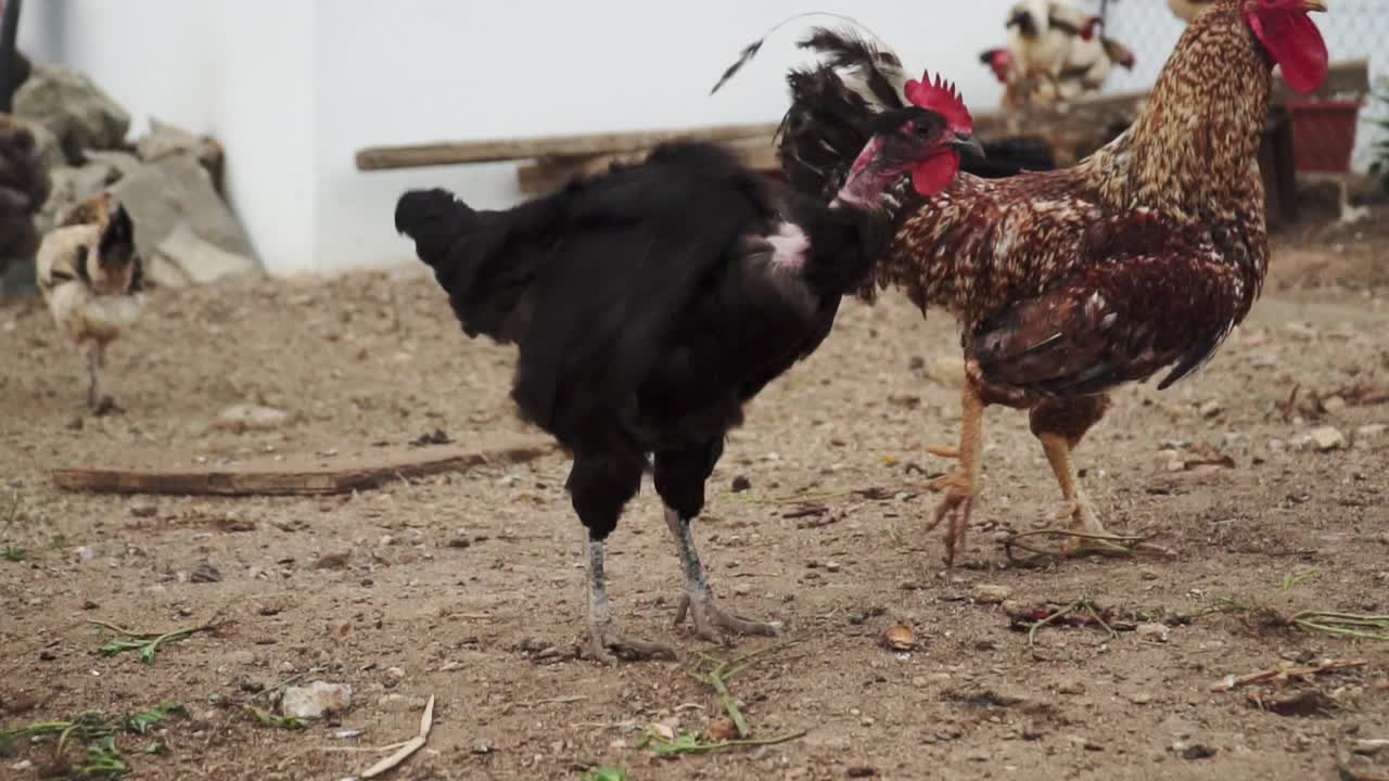 cerca de un gallo colorido o peleando gallos apareándose en la granja de pollos orgánicos