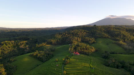 picturesque view of rice terraces with dense trees mountains in bali indonesia