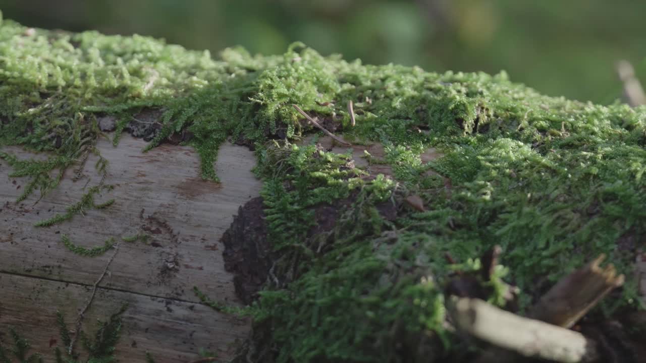 Muschio su un tronco, filmato macro ravvicinato