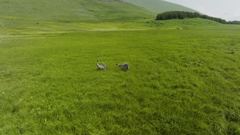 Zwei-Kraniche-Suchen-Nahrung-Im-Grünen-Grasland