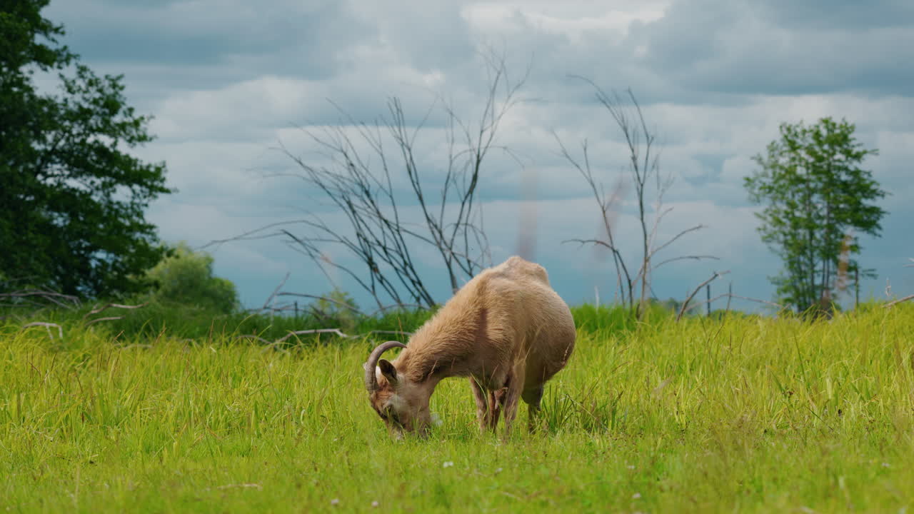 Goat Grazing in a Field
